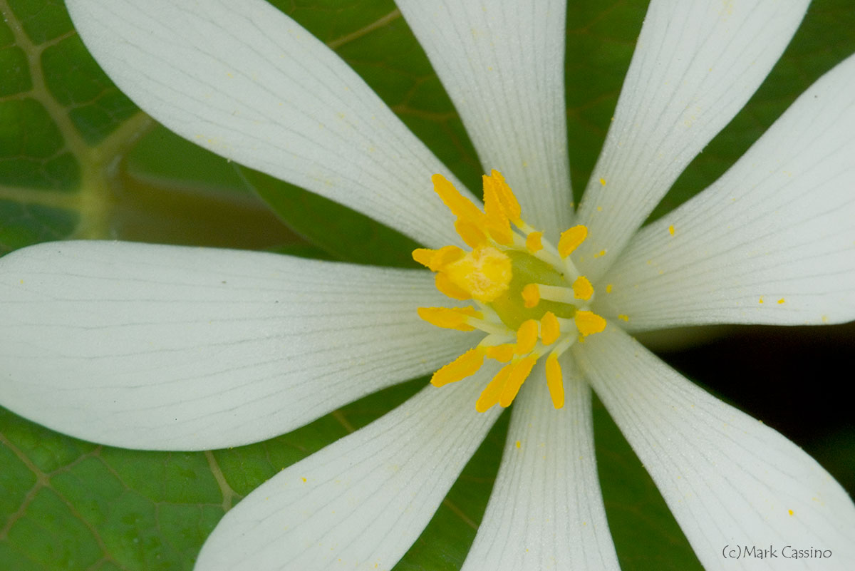 Wildflowers and Botanicals