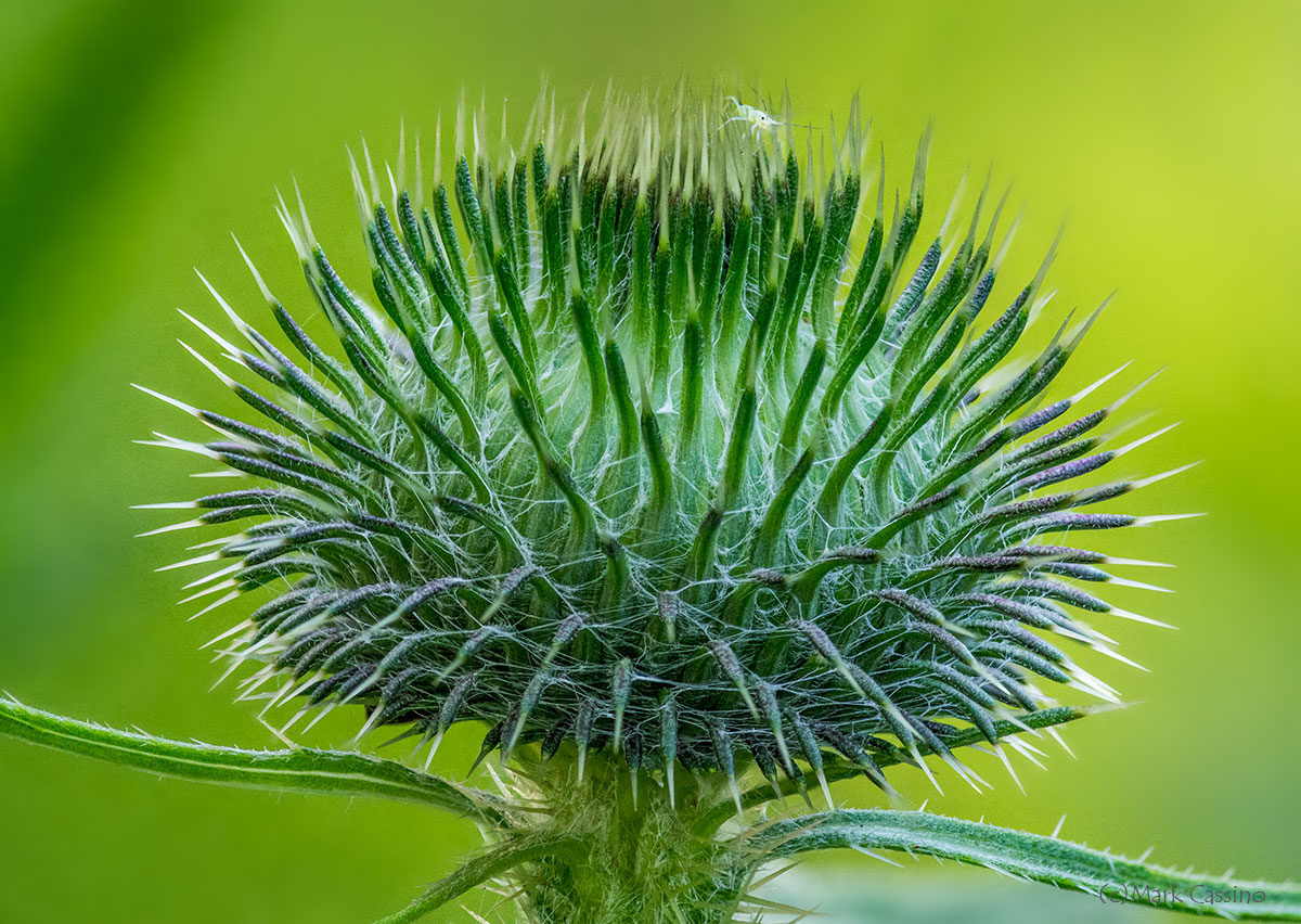 Wildflowers and Botanicals