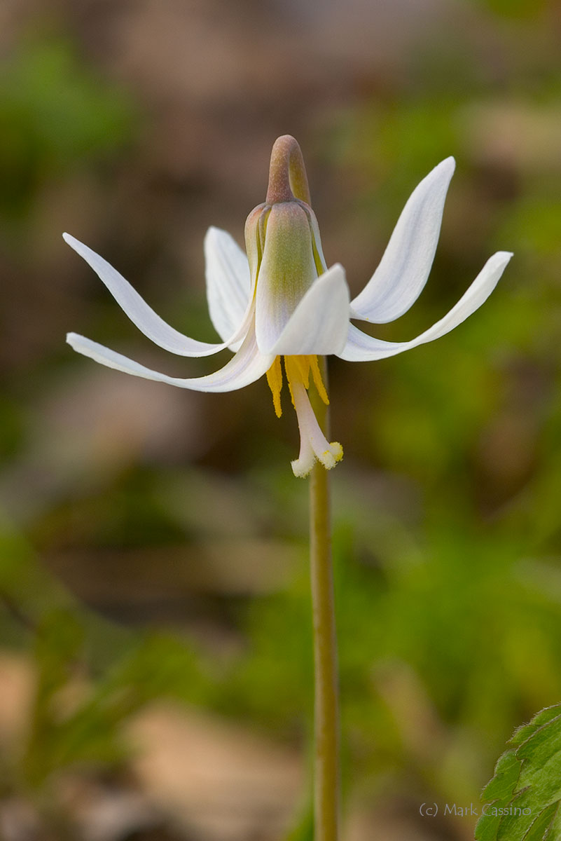 Wildflowers and Botanicals