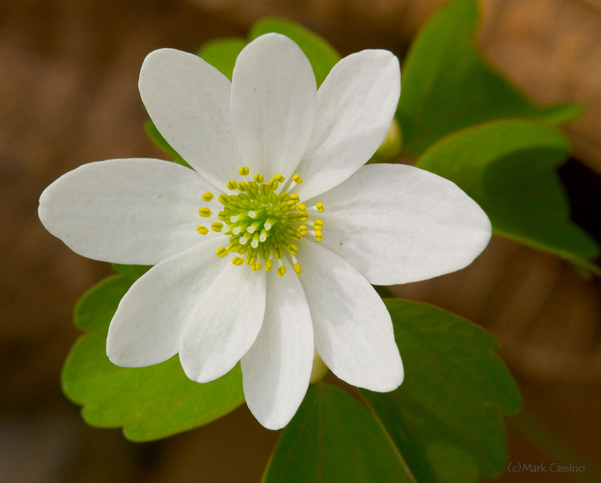 Wildflowers and Botanicals