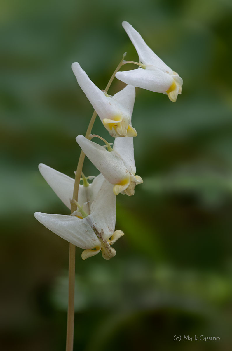 Wildflowers and Botanicals