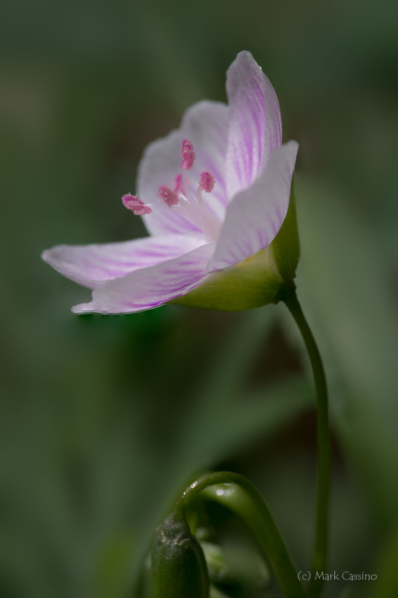 Wildflowers and Botanicals