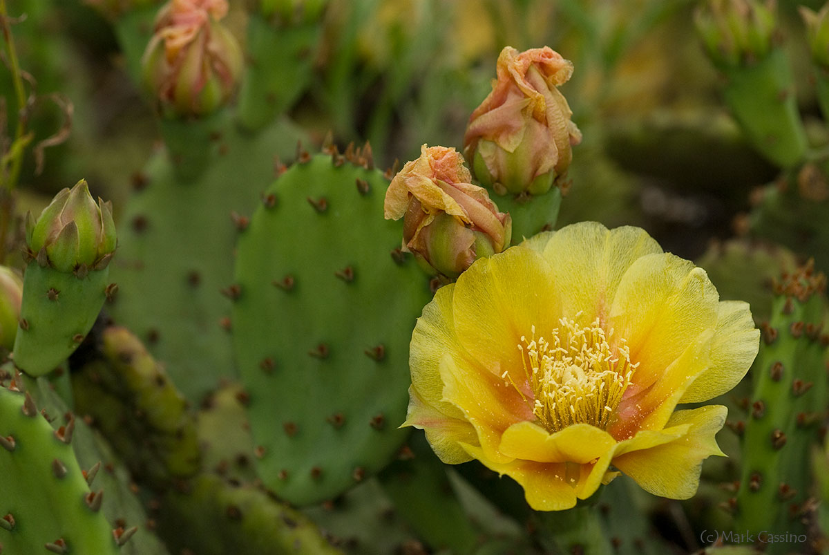 Wildflowers and Botanicals