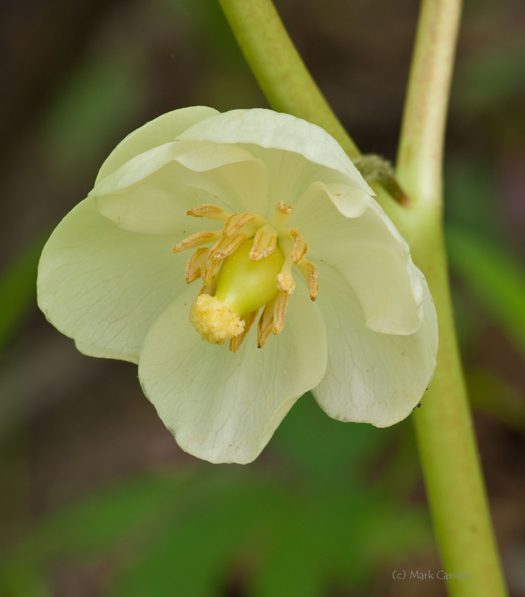 Wildflowers and Botanicals