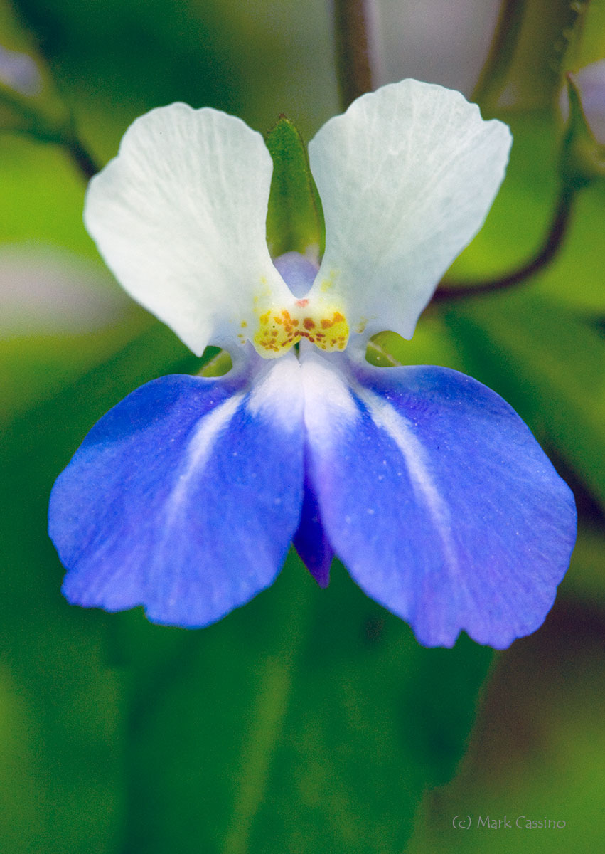 Wildflowers and Botanicals