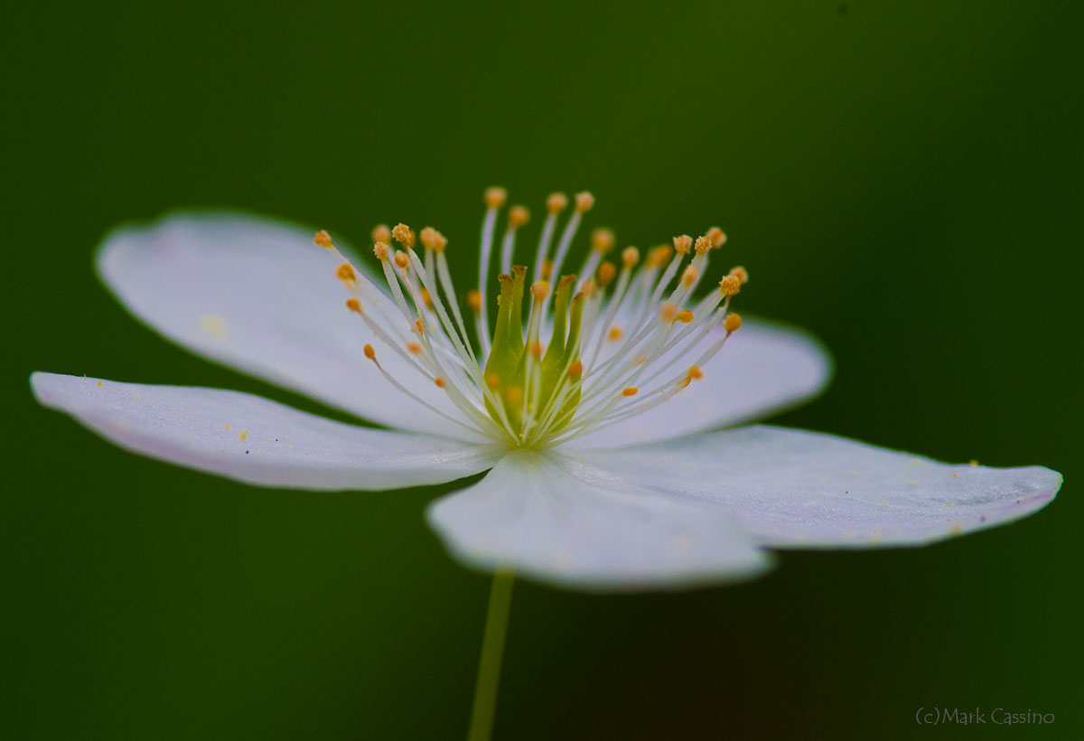 Wildflowers and Botanicals