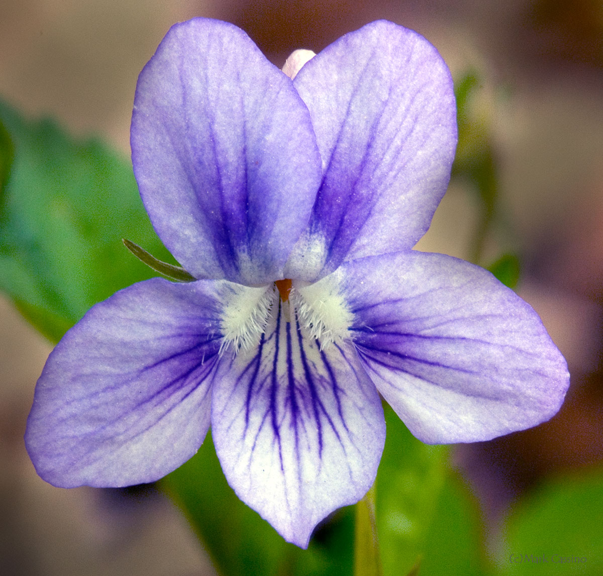 Wildflowers and Botanicals