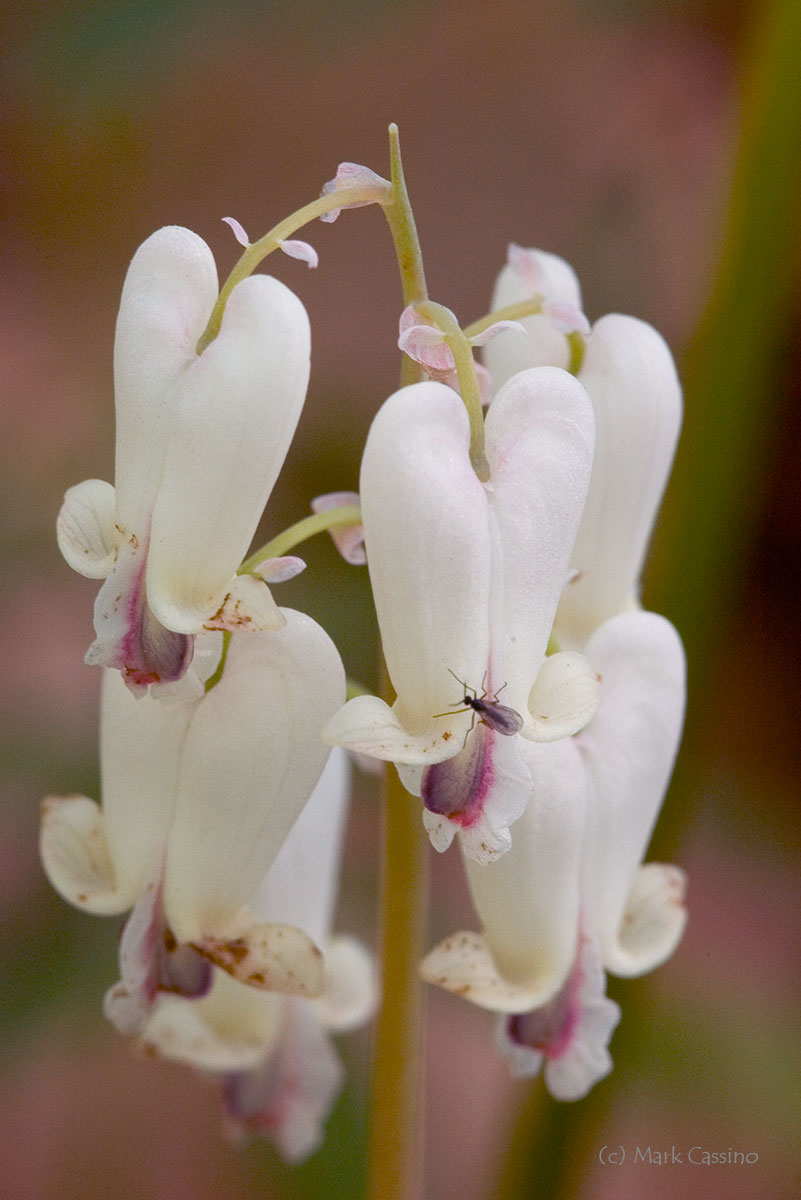 Wildflowers and Botanicals