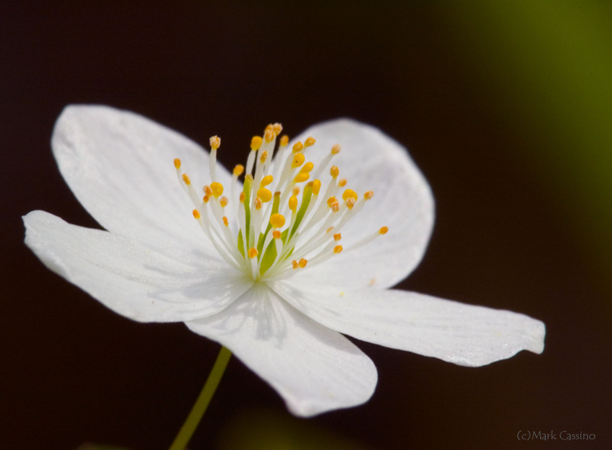 Wildflowers and Botanicals