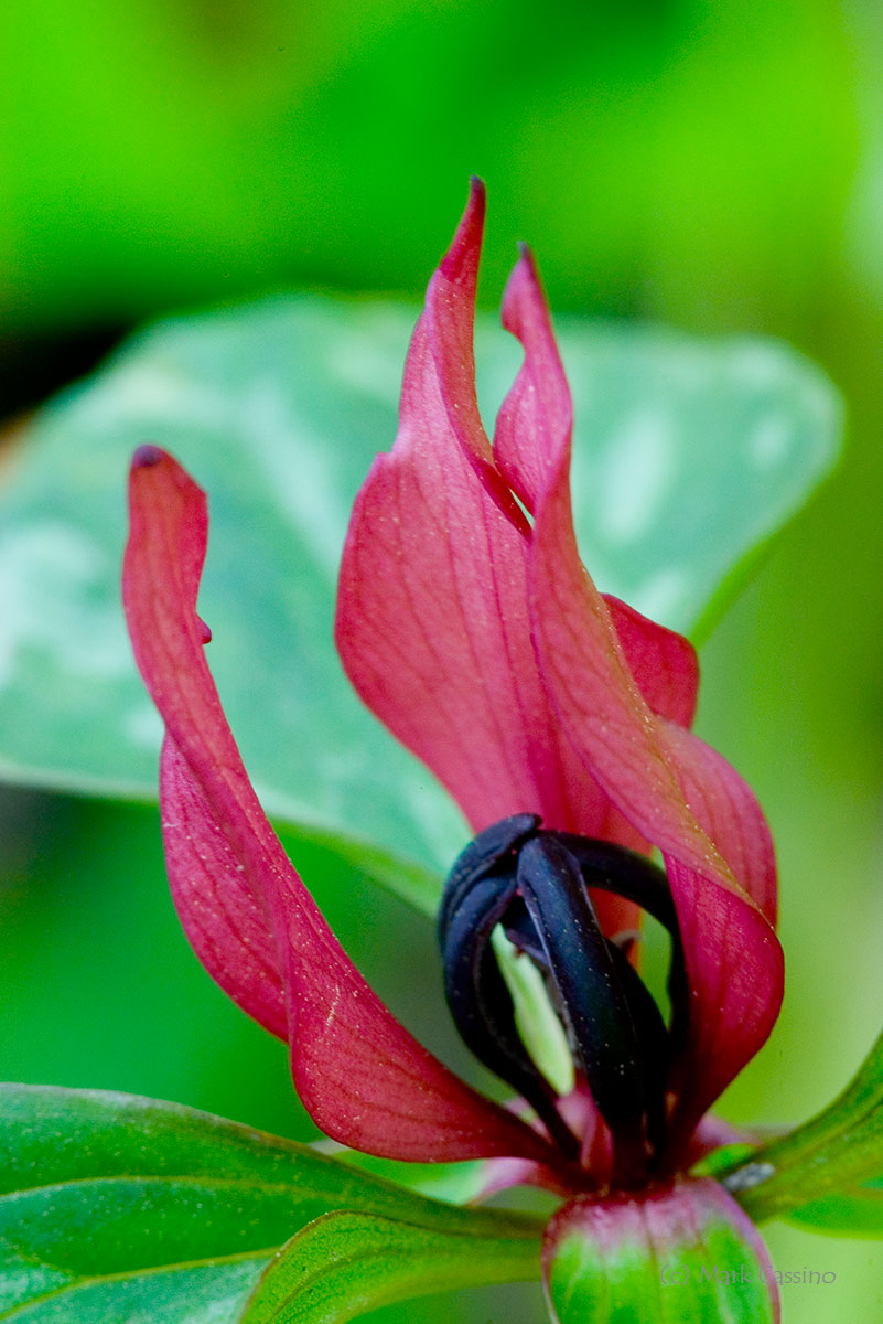 Wildflowers and Botanicals