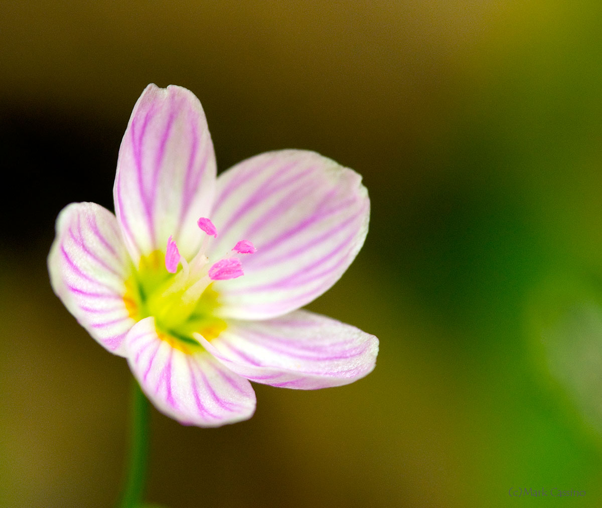 Wildflowers and Botanicals