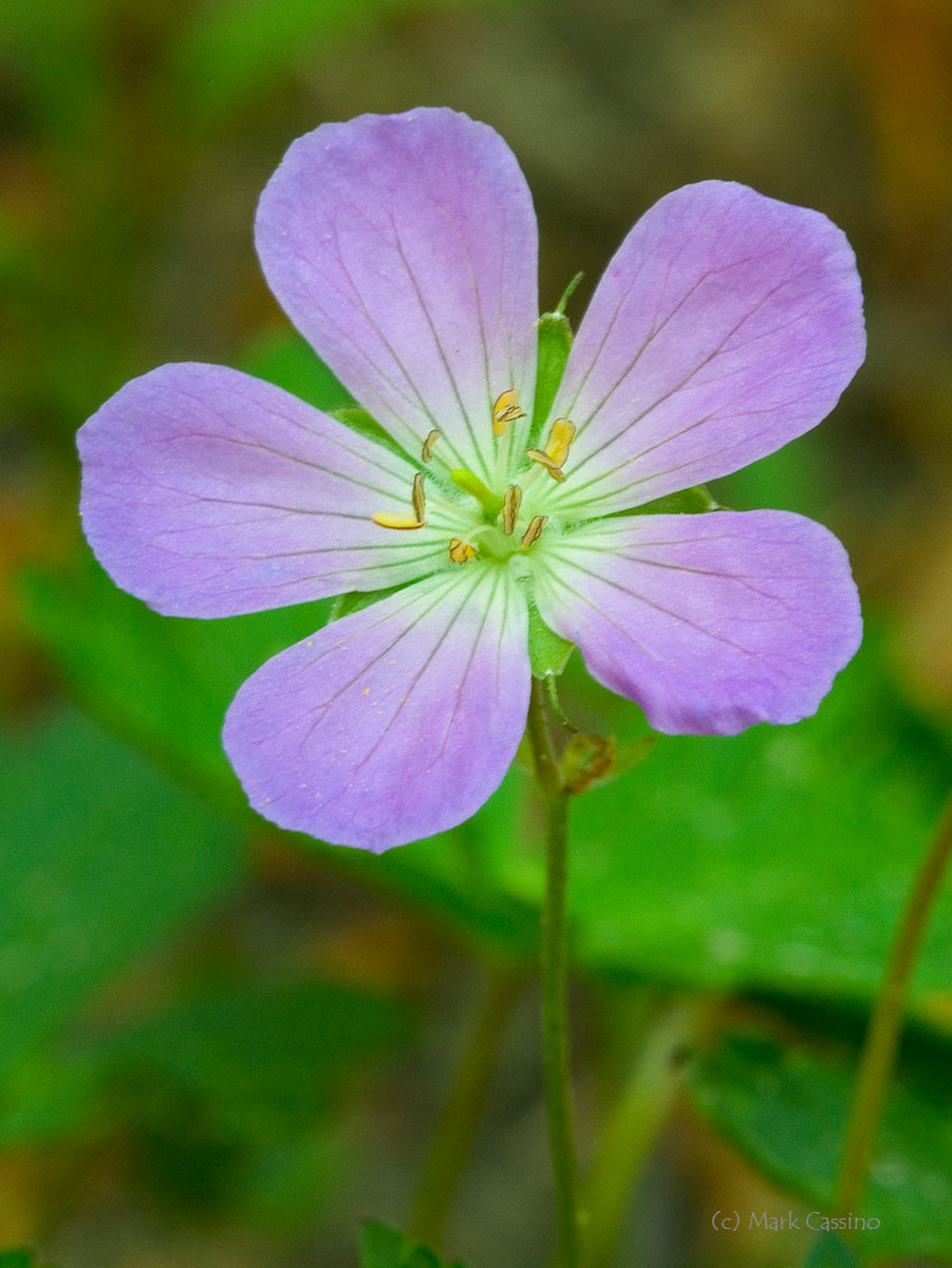 Wildflowers and Botanicals