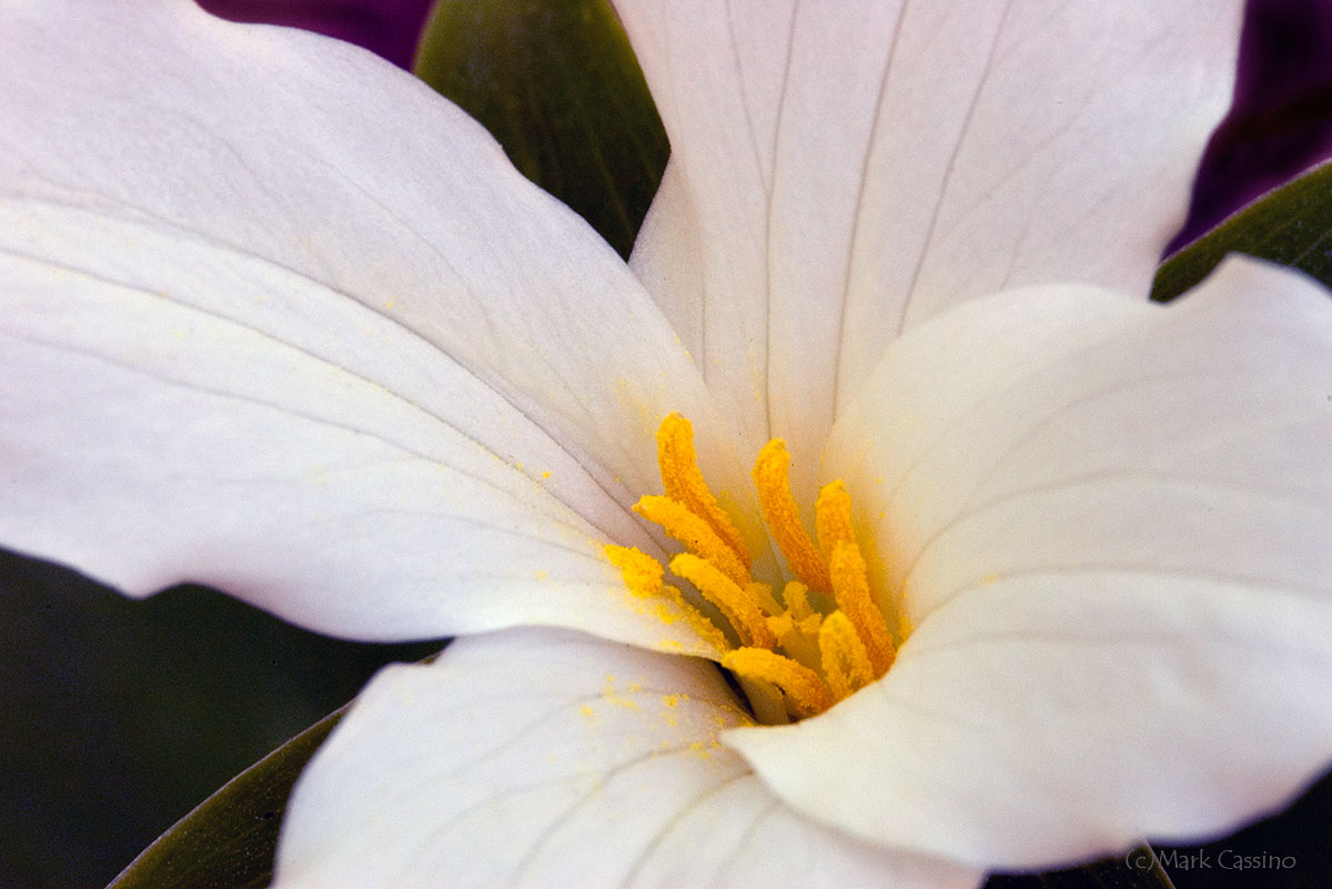 Wildflowers and Botanicals