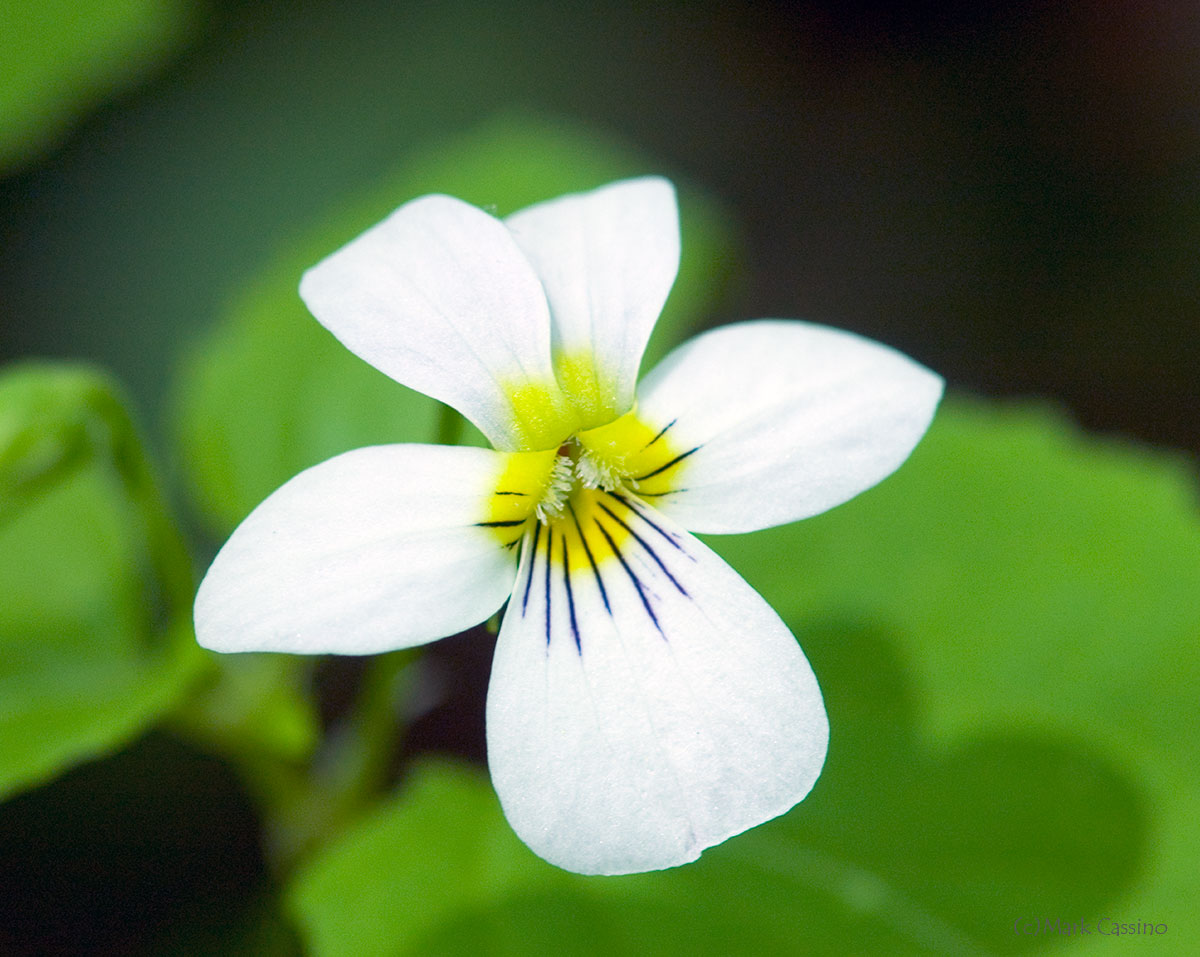 Wildflowers and Botanicals