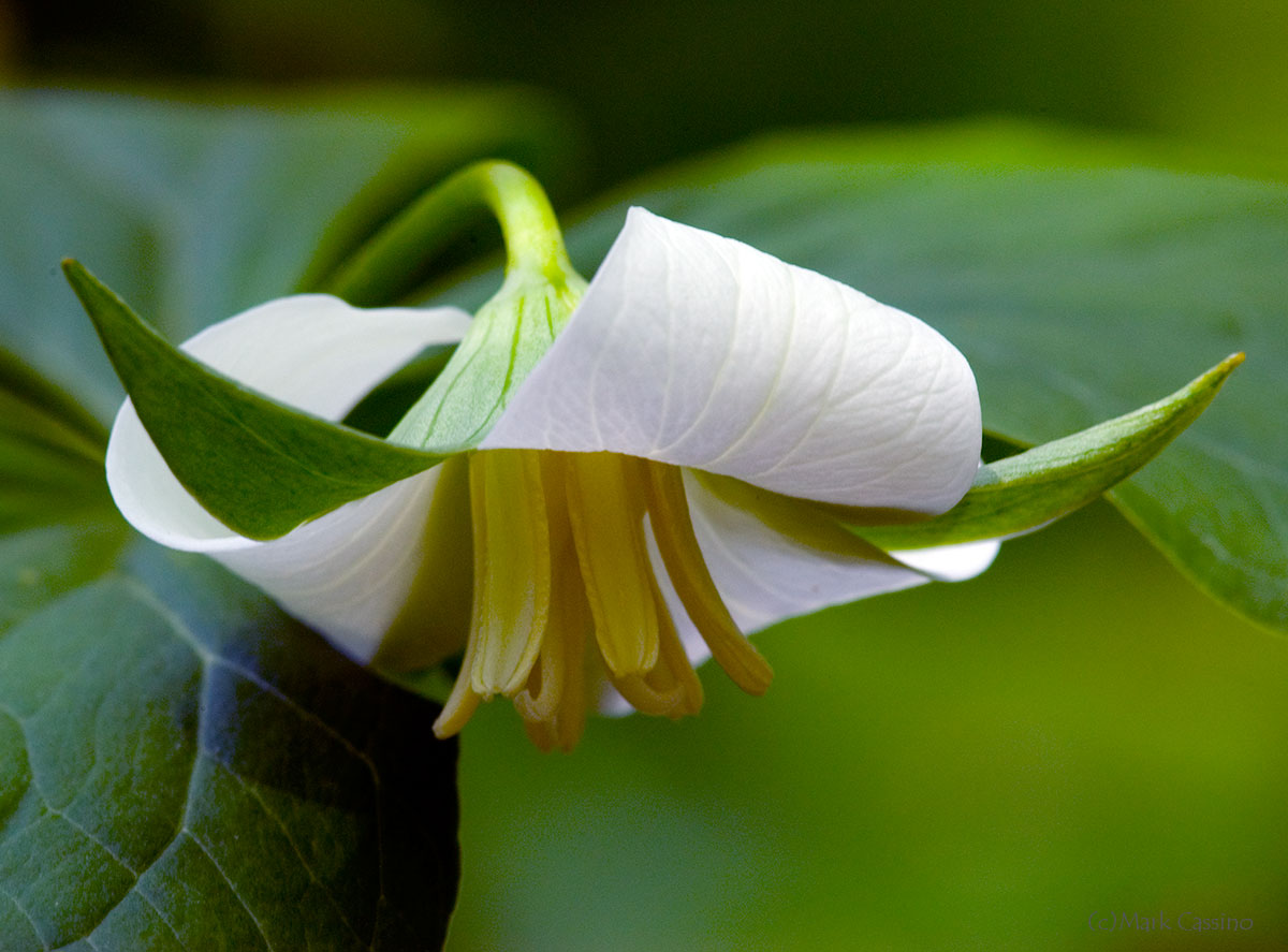 Wildflowers and Botanicals