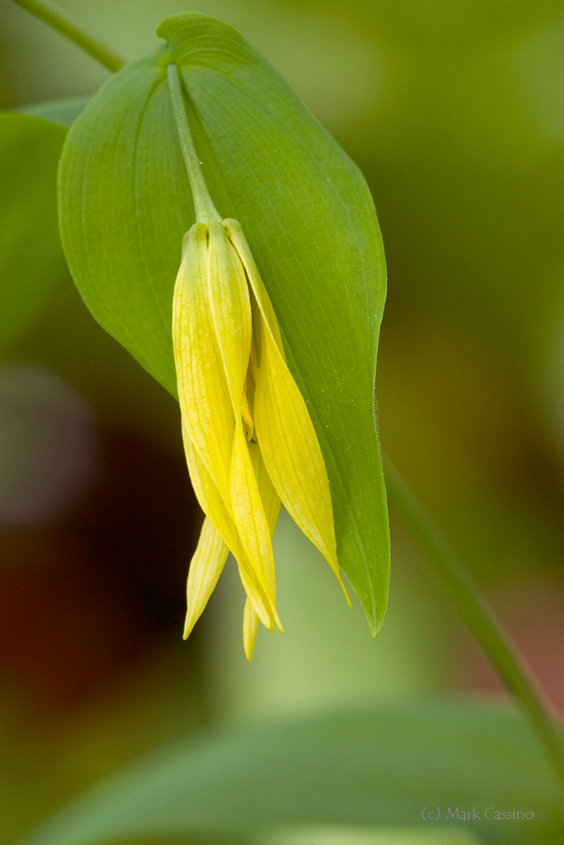 Wildflowers and Botanicals