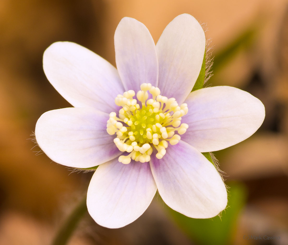 Wildflowers and Botanicals