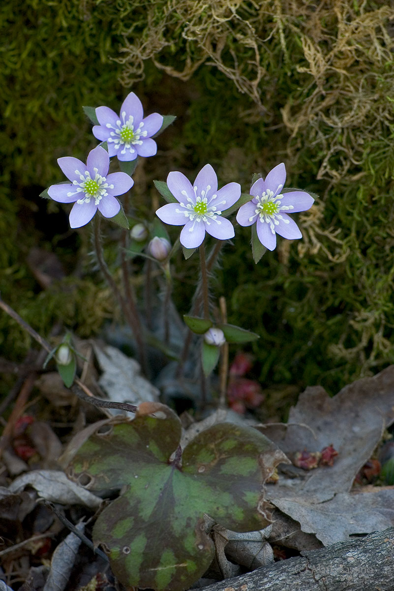 Wildflowers and Botanicals