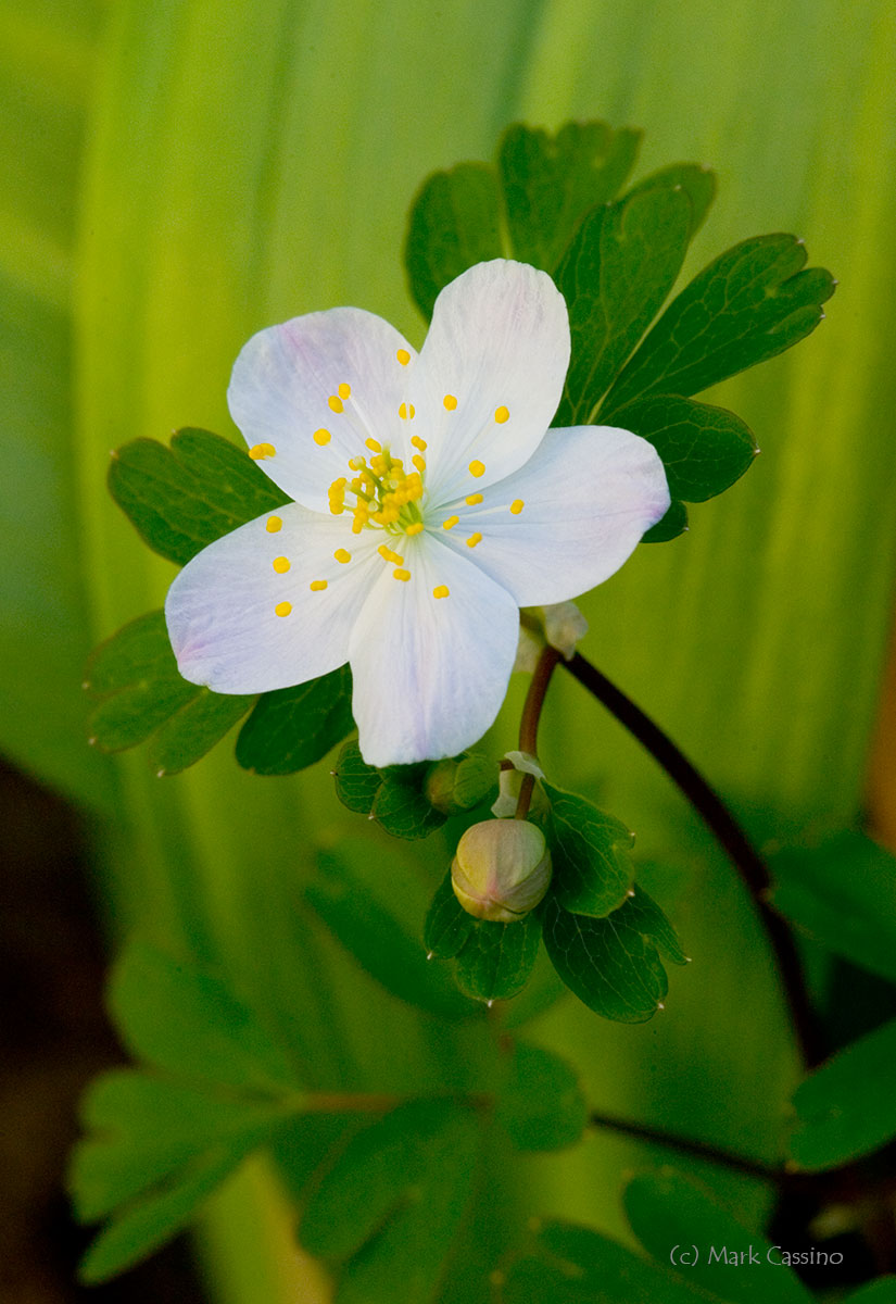 Wildflowers and Botanicals