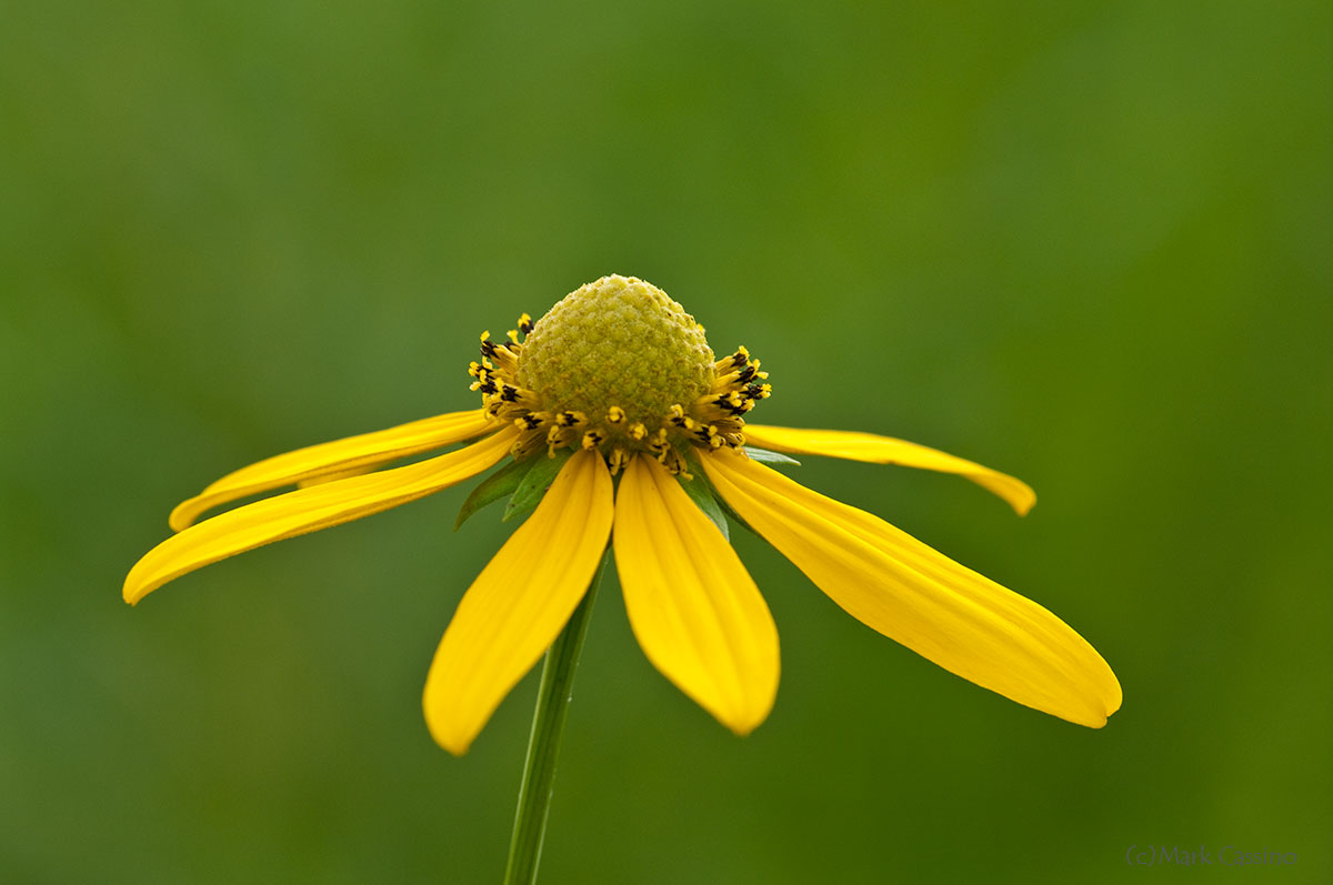 Wildflowers and Botanicals