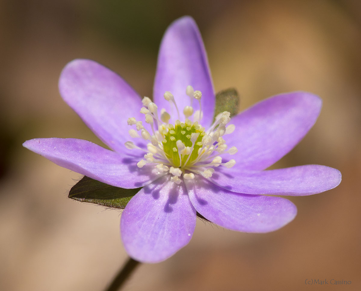 Wildflowers and Botanicals