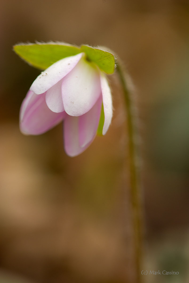 Wildflowers and Botanicals