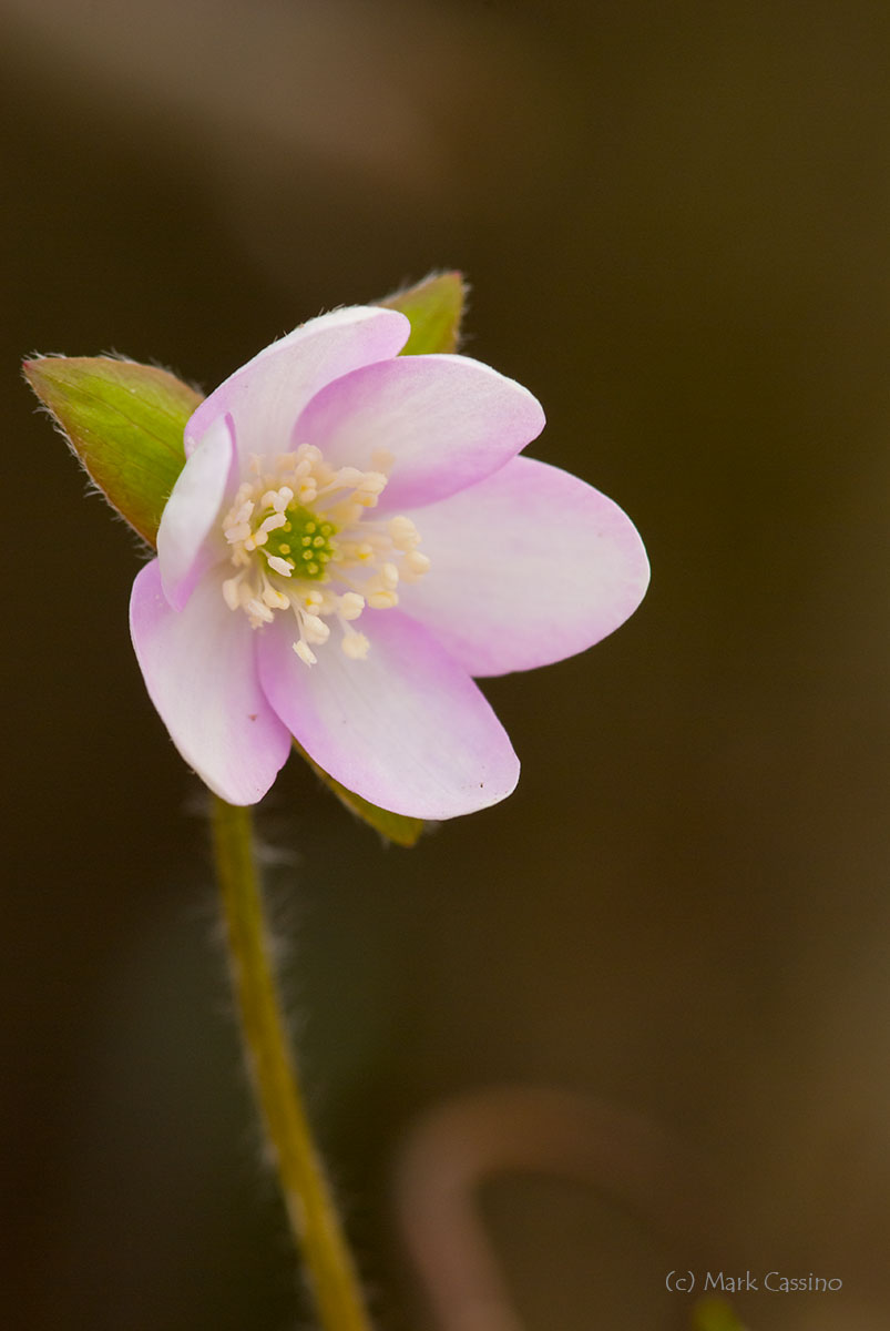 Wildflowers and Botanicals