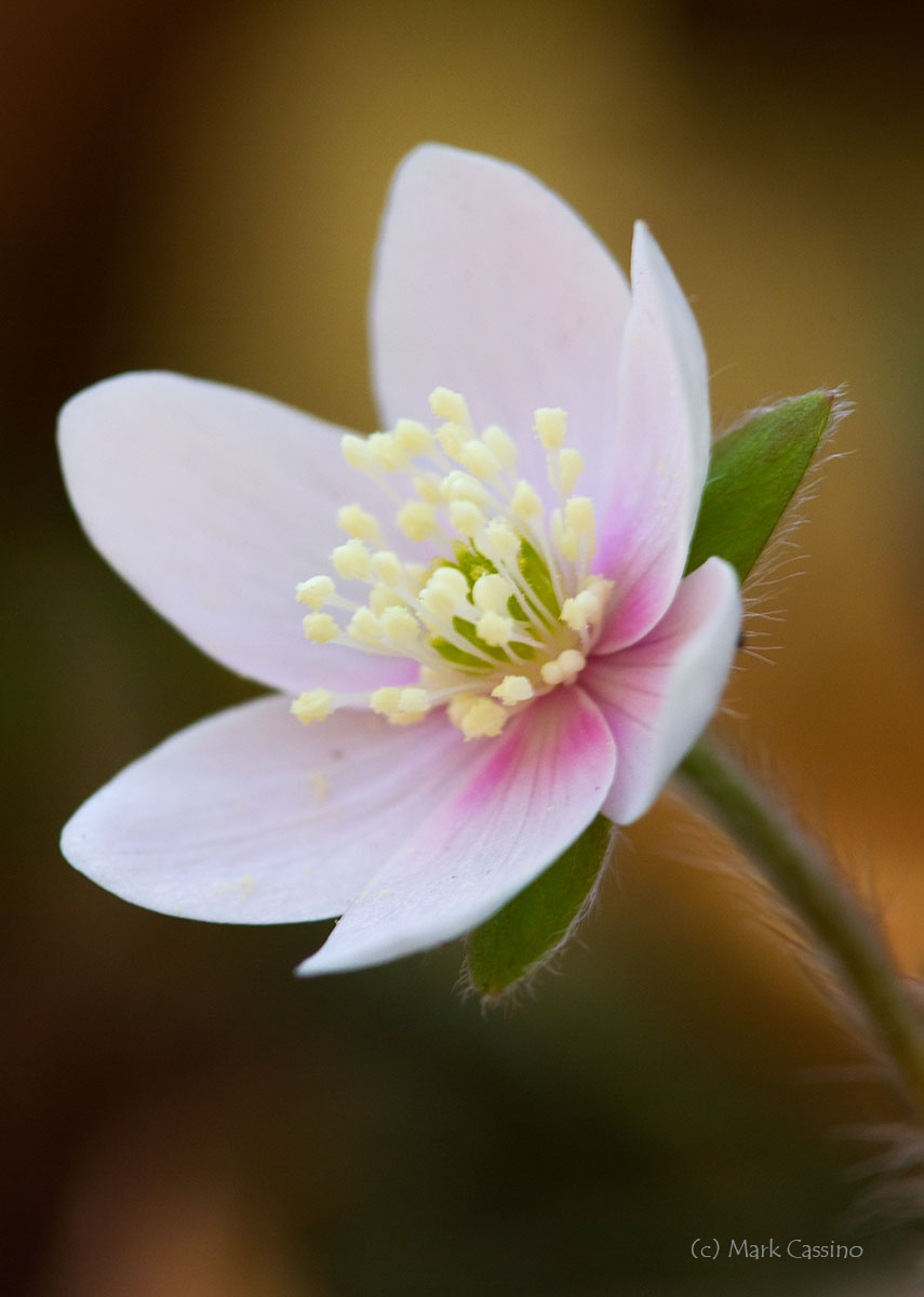 Wildflowers and Botanicals