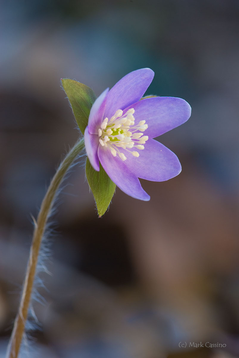 Wildflowers and Botanicals