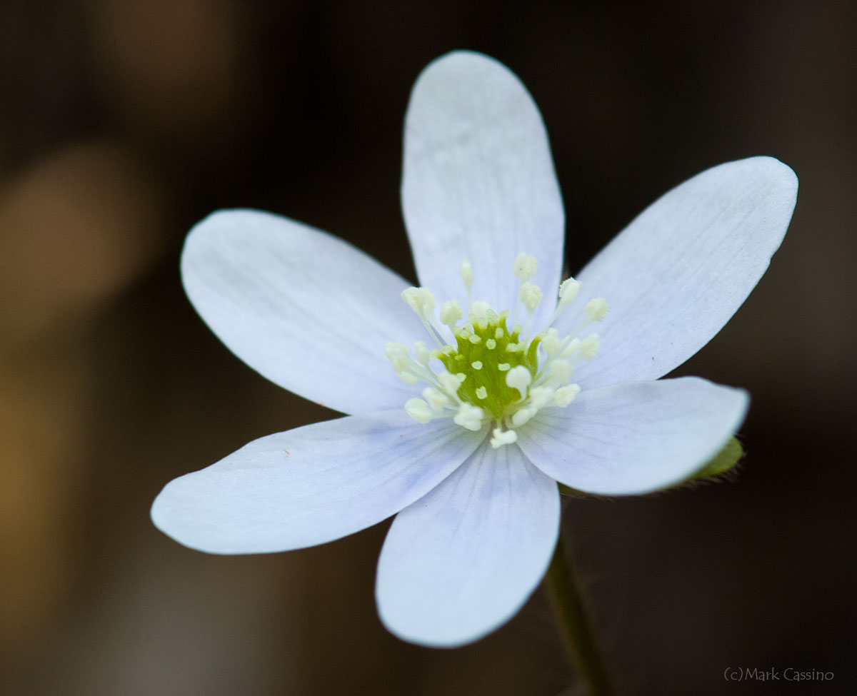 Wildflowers and Botanicals