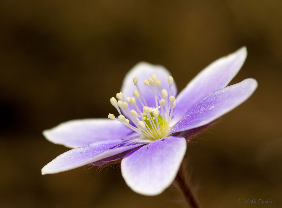 Wildflowers and Botanicals