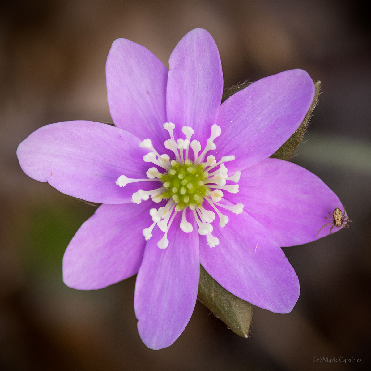 Wildflowers and Botanicals