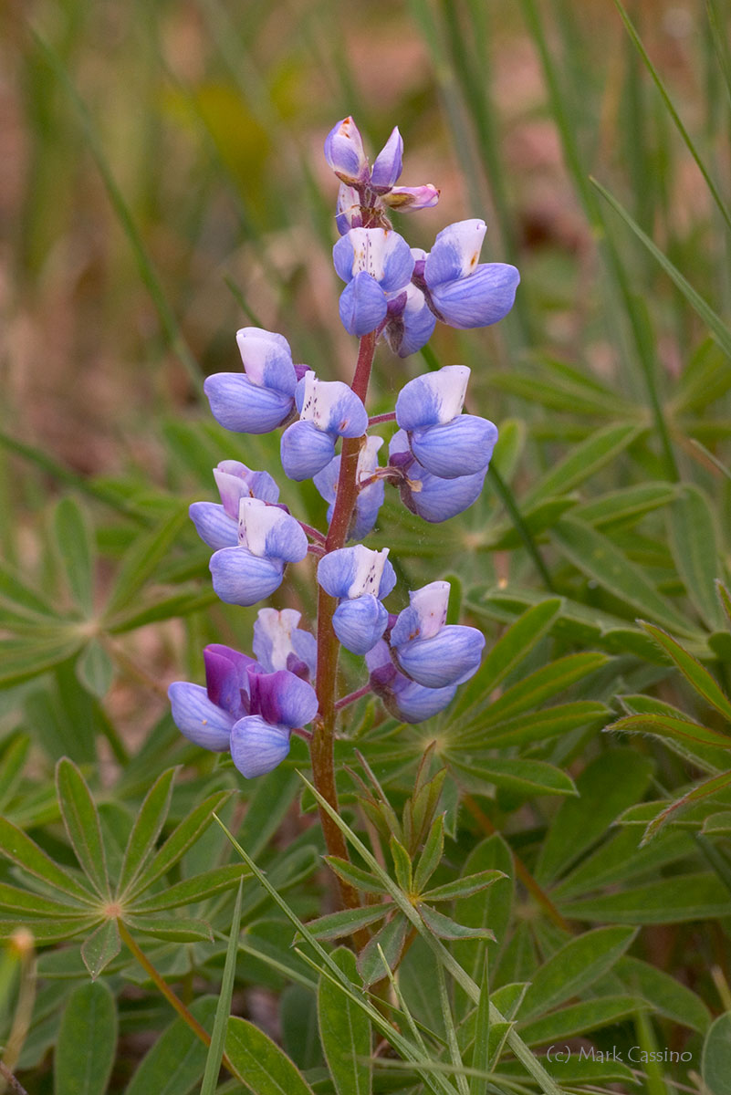 Wildflowers and Botanicals