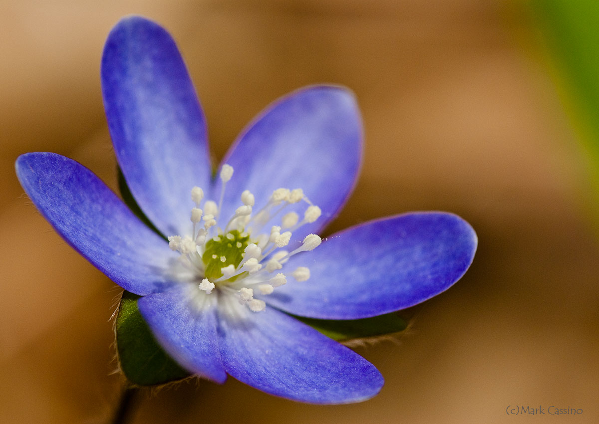 Wildflowers and Botanicals