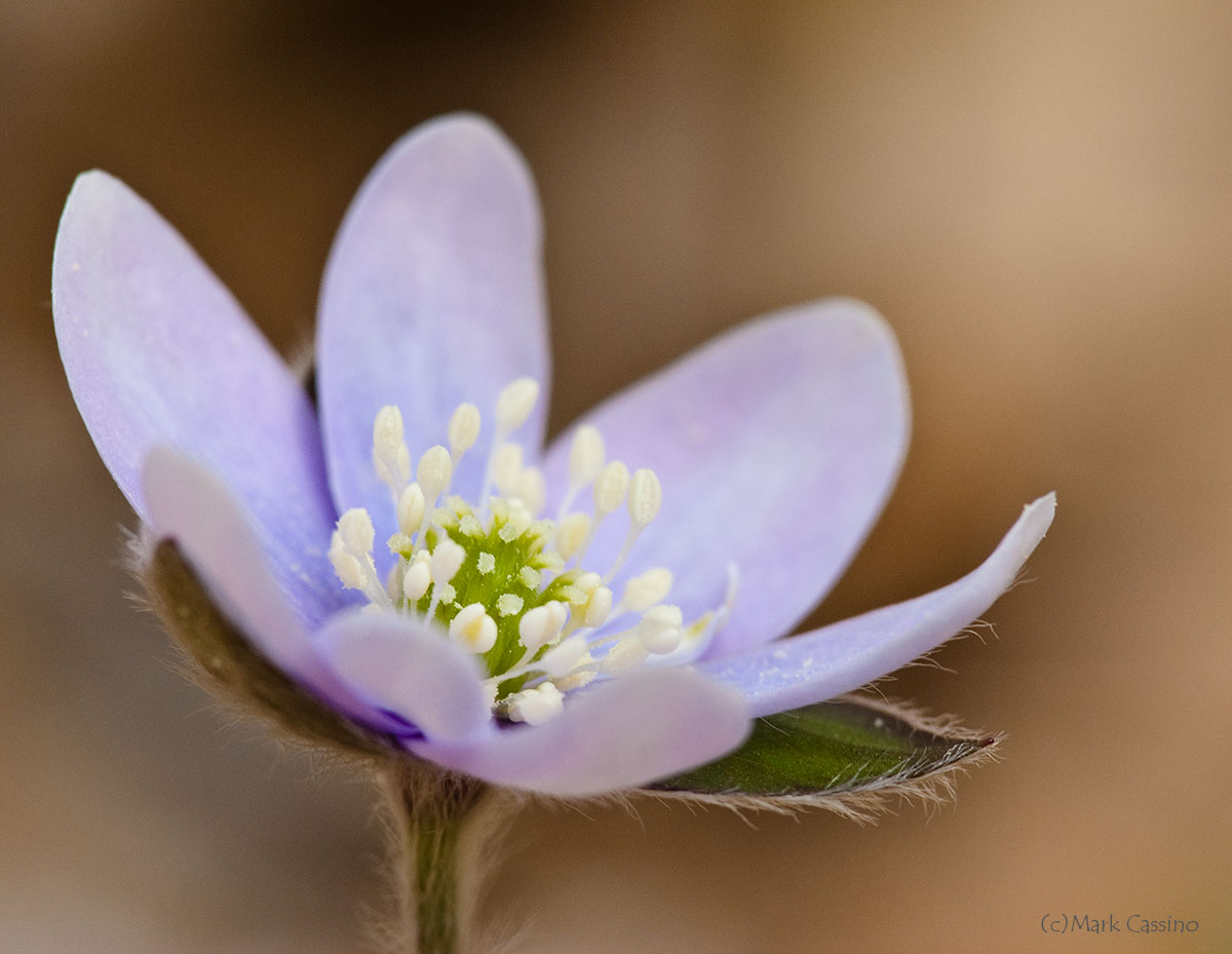 Wildflowers and Botanicals