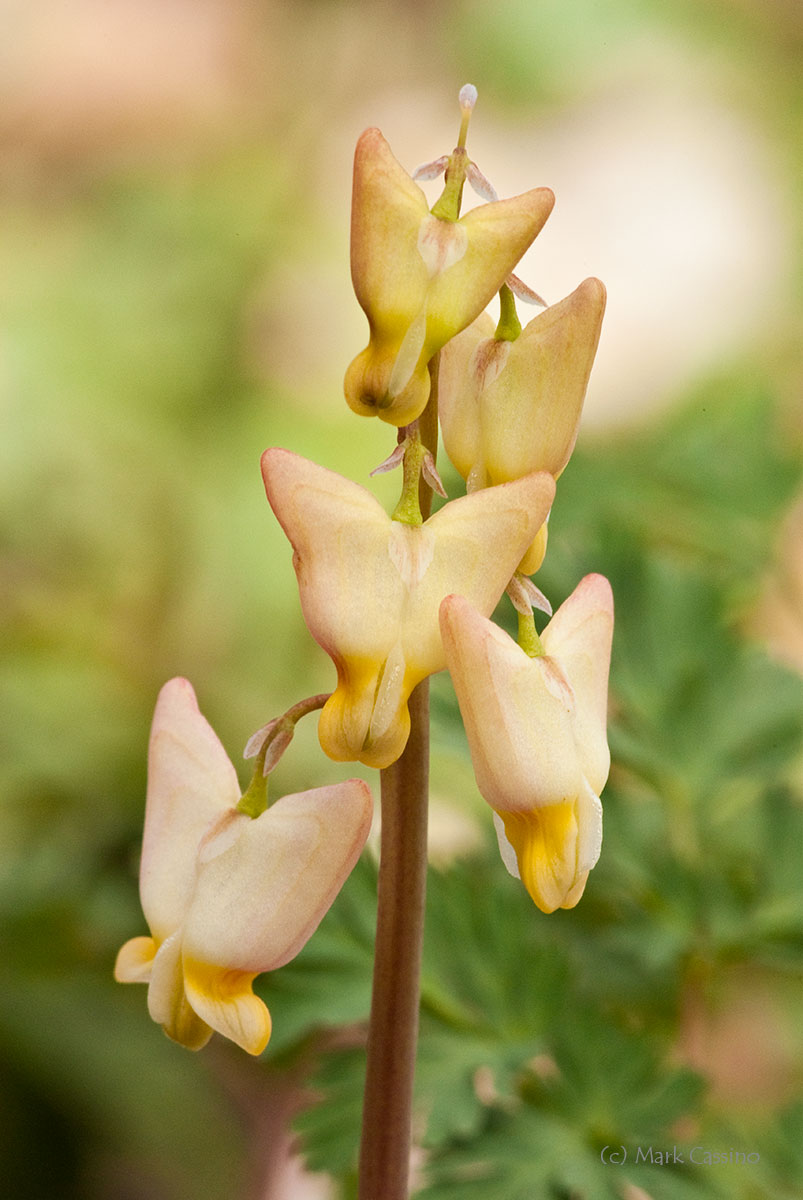 Wildflowers and Botanicals