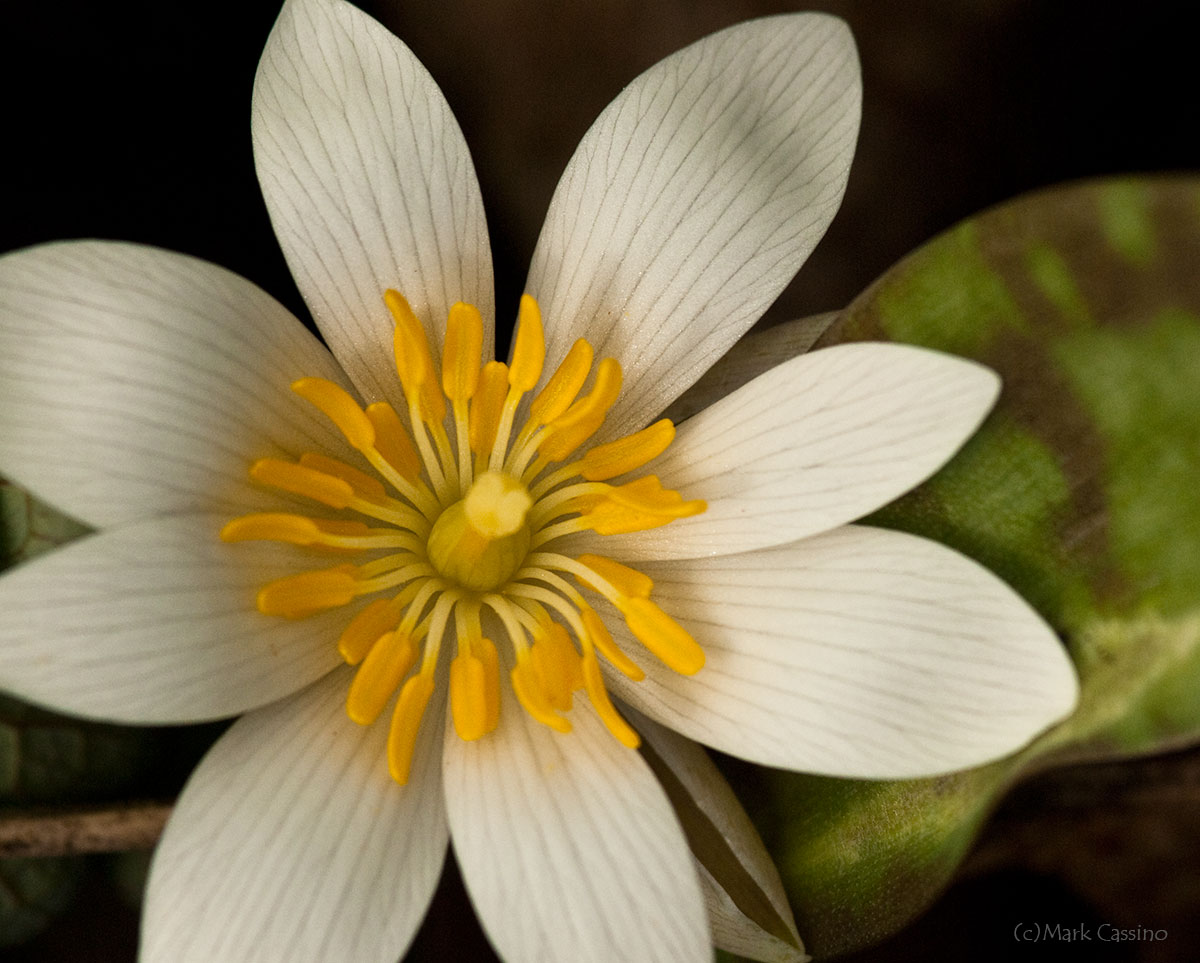 Wildflowers and Botanicals