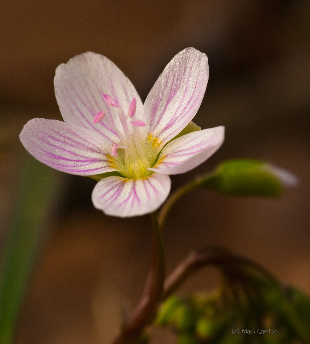 Wildflowers and Botanicals