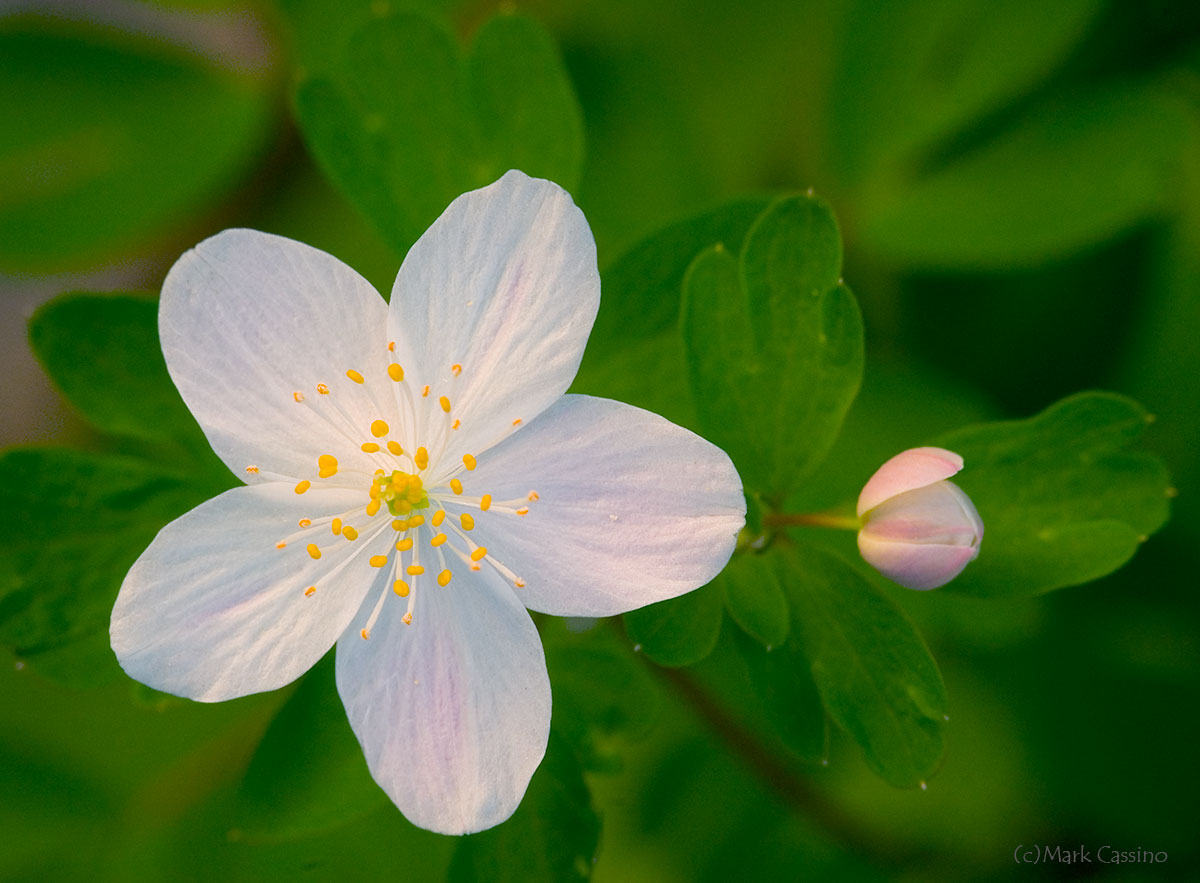 Wildflowers and Botanicals