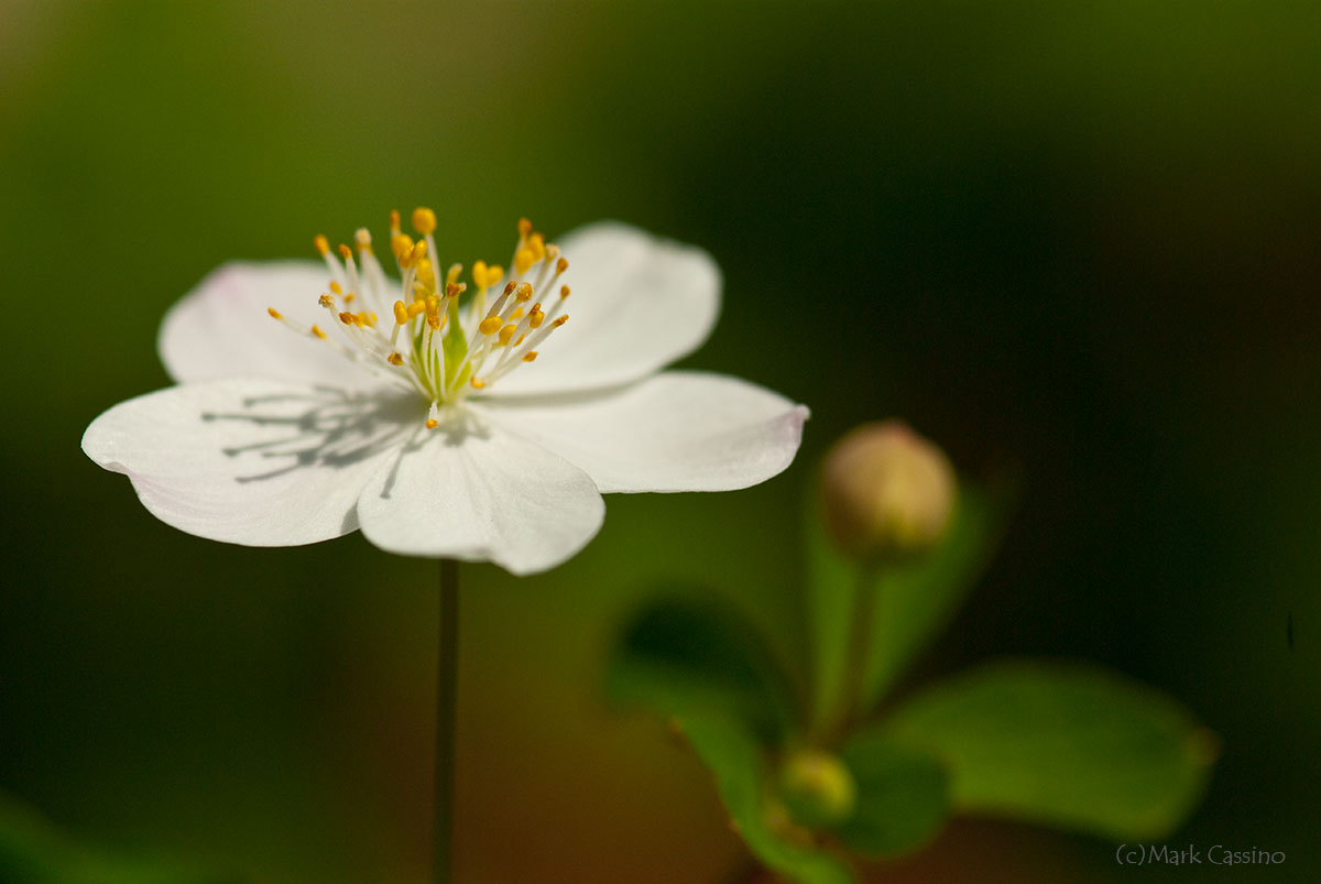 Wildflowers and Botanicals