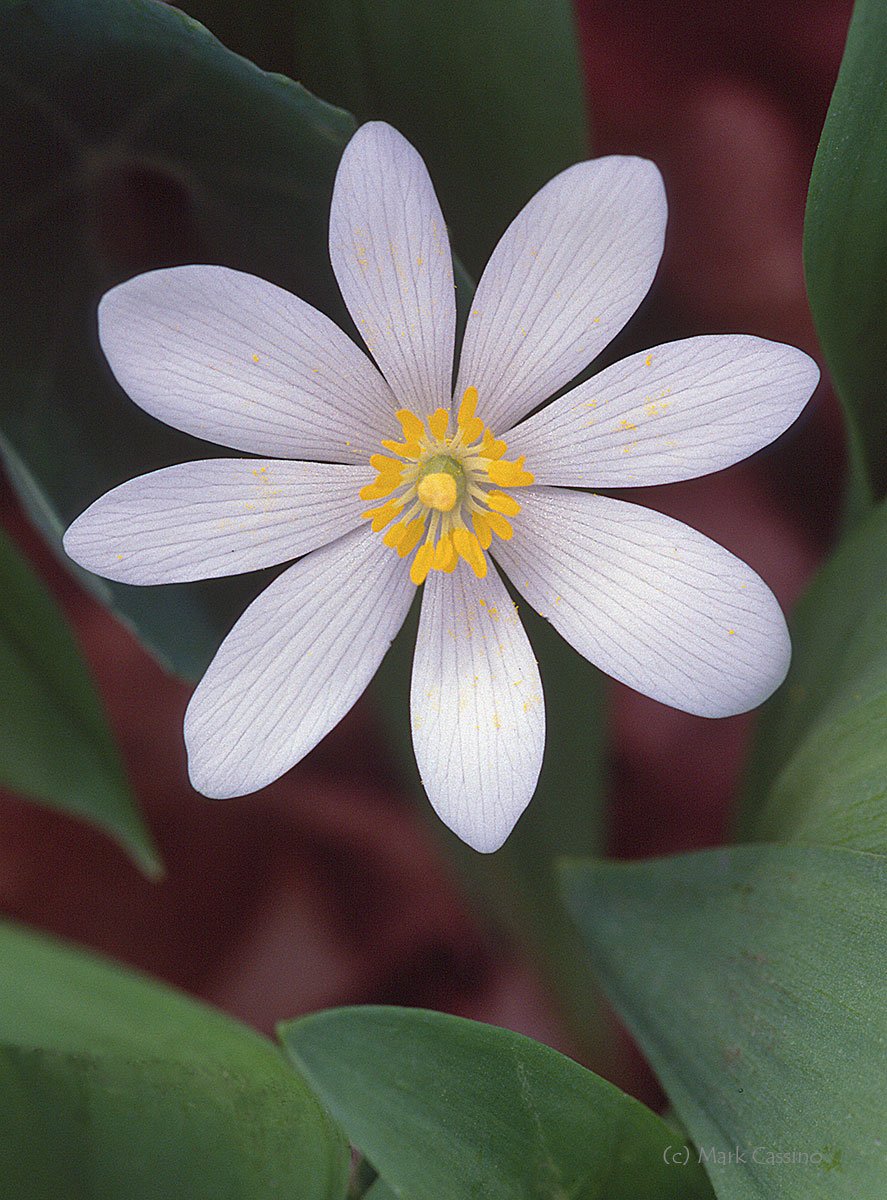 Wildflowers and Botanicals